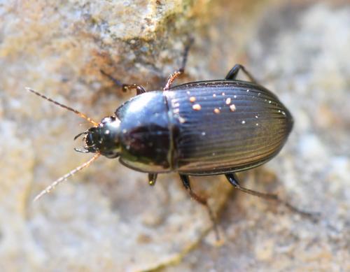 Amara sp.